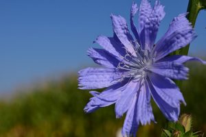 purple chicory flower with blue sky and greenery in the background